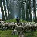 Following The Shepherd Pt. 1